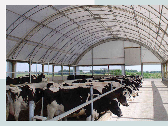 Тентовые коровники в Старом Осколе